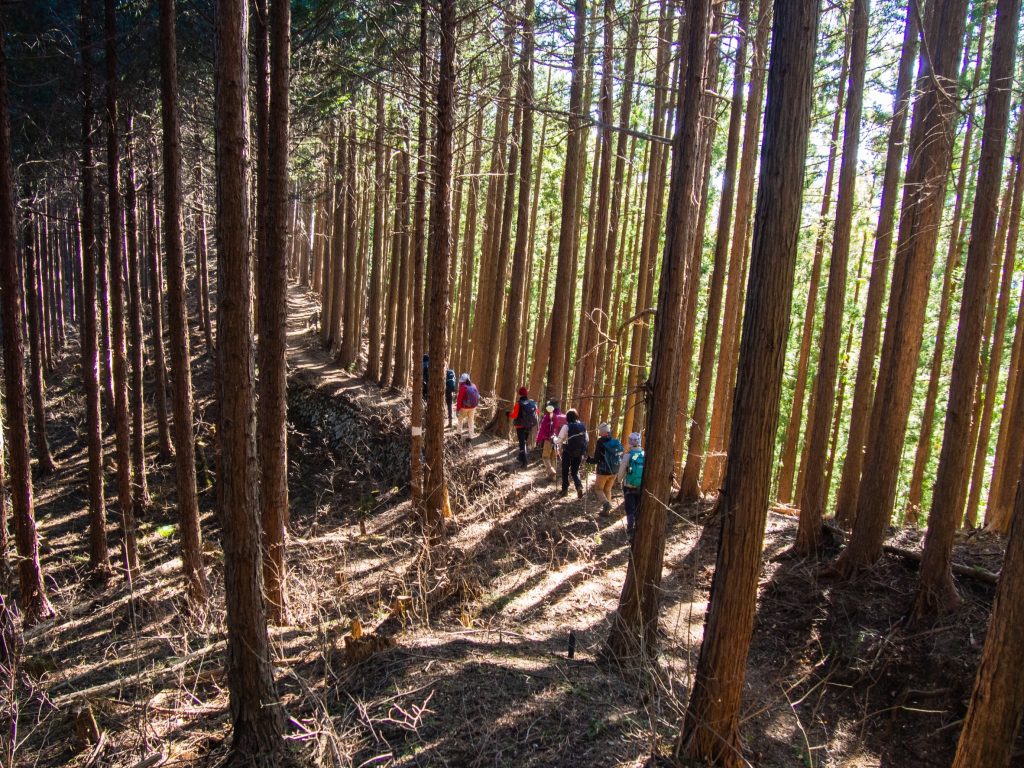 陽だまりの杉林