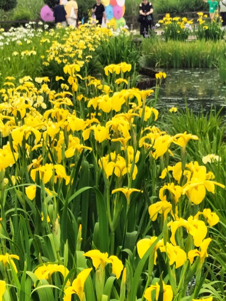 北山公園菖蒲