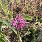 ショウジョウバカマ