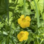 ミヤマキンポウゲ