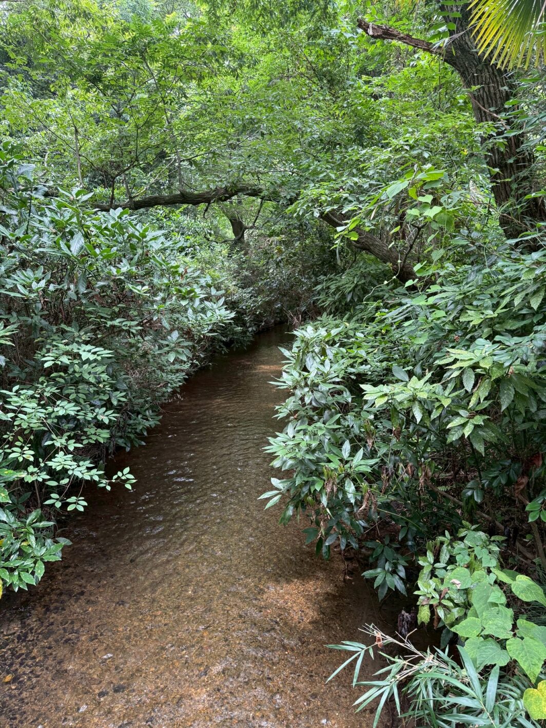 智光山公園の清流