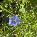 ミヤマリンドウ