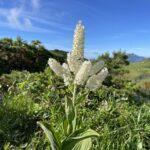 コバイケイソウ