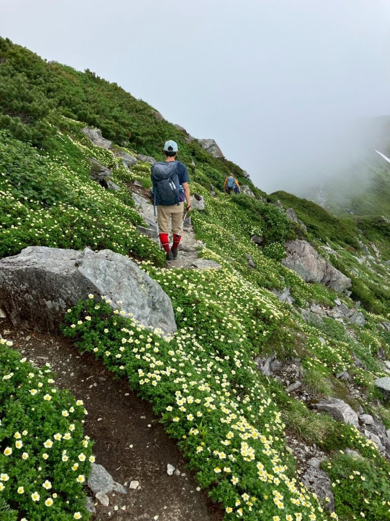 チングルマ咲く道