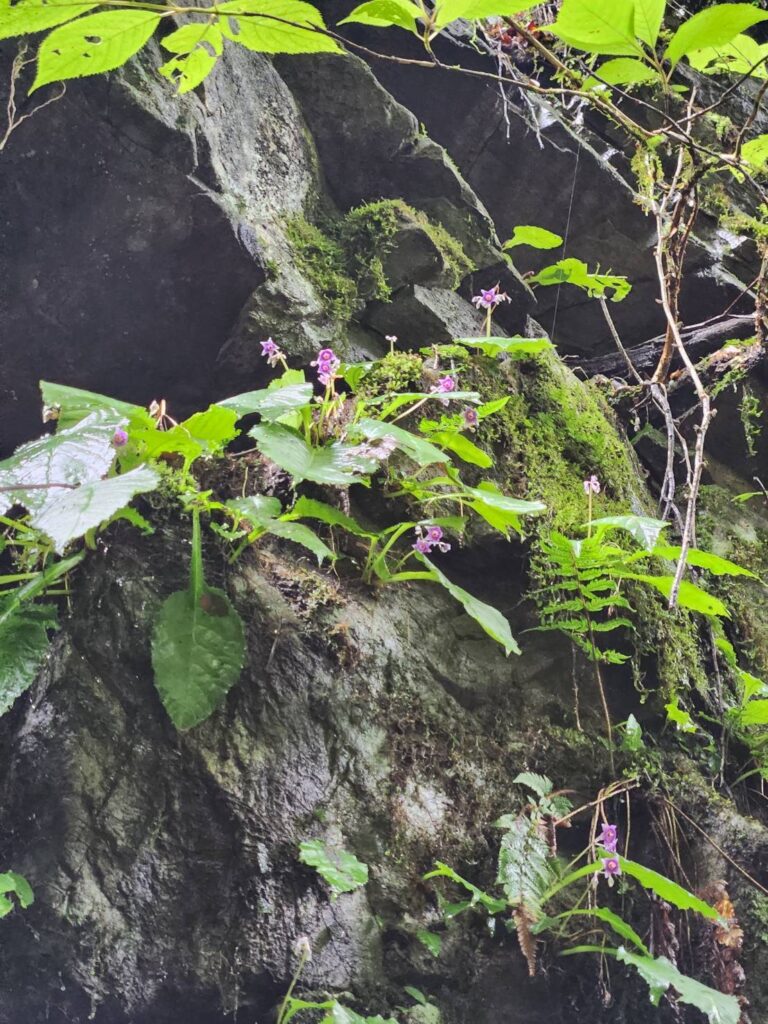 岩壁に咲くイワタバコの花
