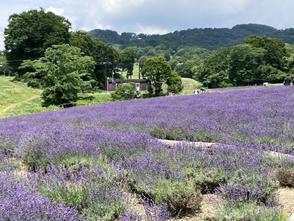 ラベンダー畑