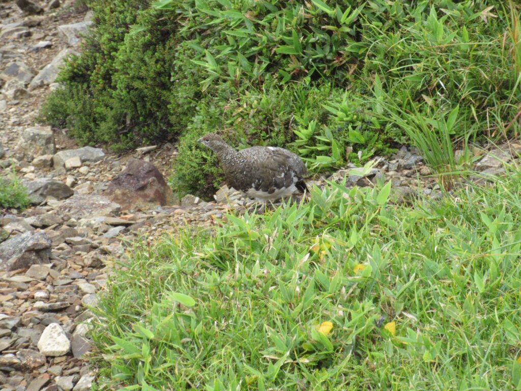 雷鳥1羽に遭遇　 (撮影:shun) 