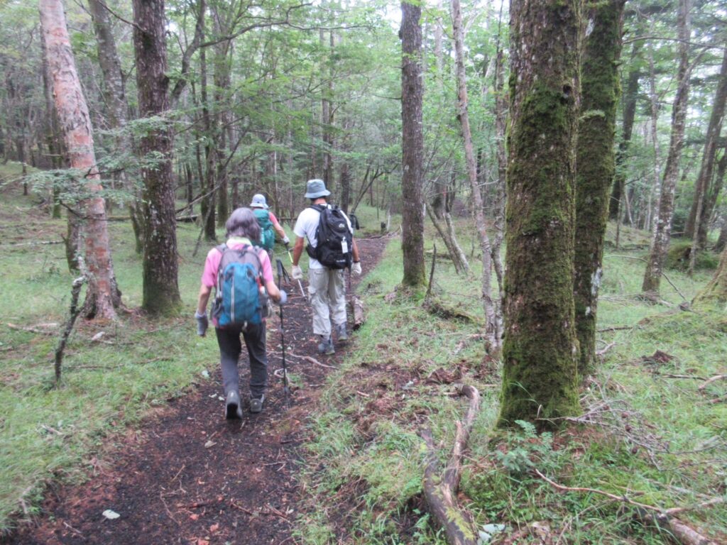 樹林帯を進み下山