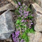 イブキジャコウソウ