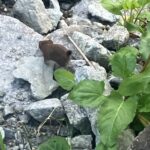 去るオコジョ　(撮影:manul) 　