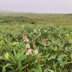 太郎平小屋に向かう途中の花　(撮影:manul)