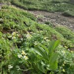 花　(撮影:manul) 　