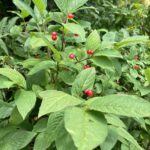 赤い実　(撮影:manul) 　