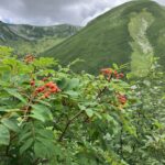 山と赤い実　(撮影:manul)