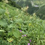 山と花　(撮影:manul)