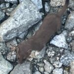 足元にオコジョ！(撮影:manul)