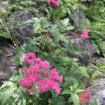 下山途中の花　(撮影:manul) 　