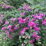 萩？　　(撮影:manul) 　