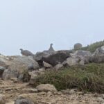 この日は雷鳥祭り、この付近で計5羽を目撃　(撮影: Soregashi)