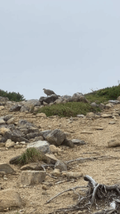 三俣蓮華岳山頂の雷鳥その2　(撮影:manul) 　