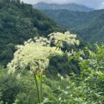 山と花　 (撮影: Hammnerhead)