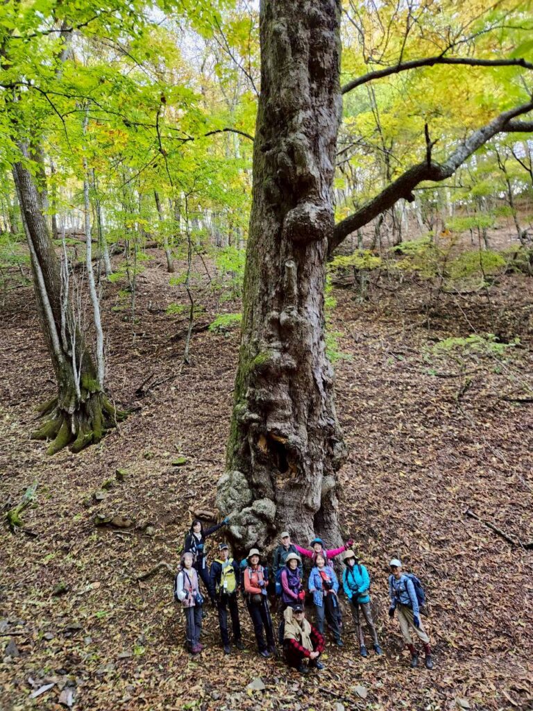急な坂を下ると谷から巨大なトチノ木が(撮影tantan)