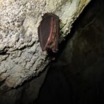 立処山洞窟の蝙蝠2(撮影:shun)