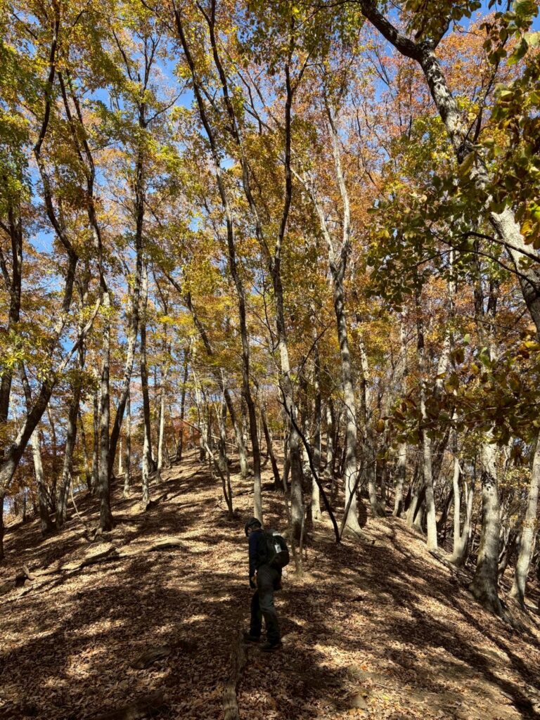 黄葉の山を往く(撮影:osugi) 