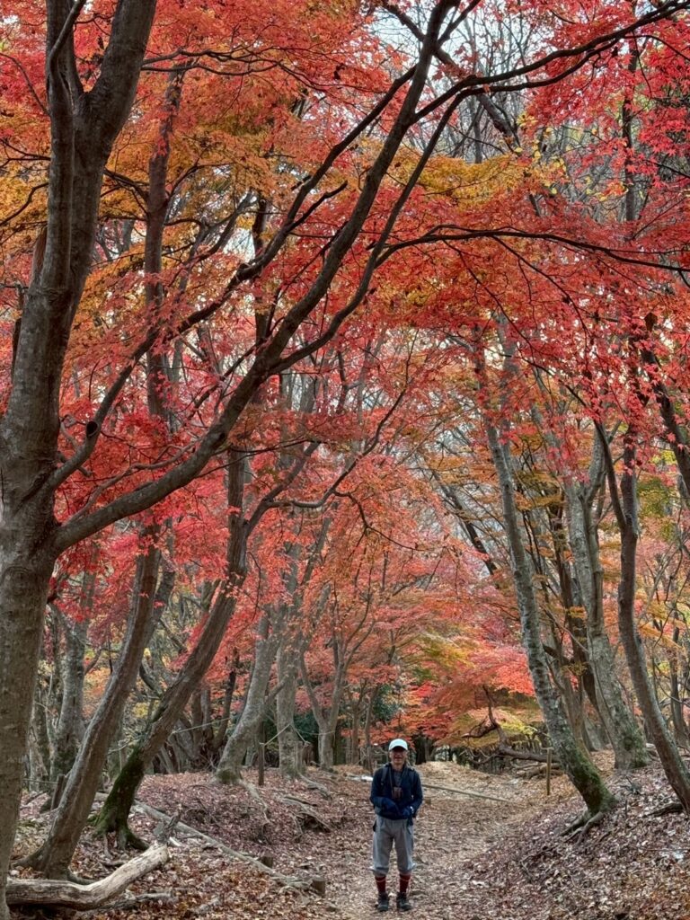 大倉尾根下りの紅葉　 (撮影: ナベノ)