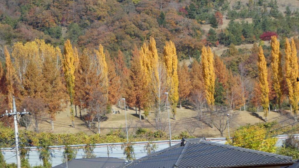 途中のポプラ並木（撮影denn）