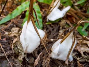 霜の花　(撮影:MR.仙人)