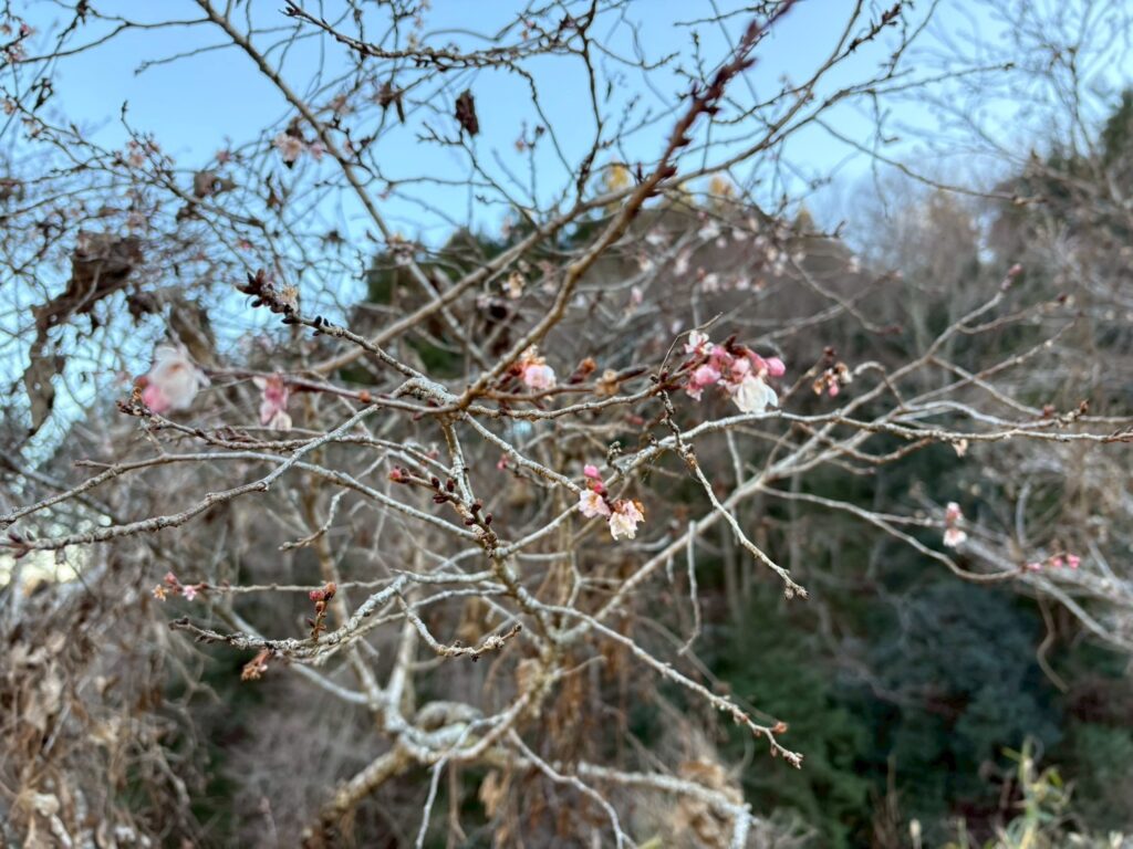 可憐な梅 (撮影: osugi) 