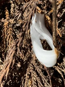 霜の花拡大　(撮影: Hammnerhead)