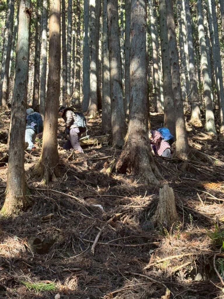 杉林を縫って進む　(撮影: Hammnerhead) 