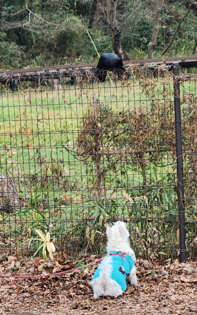 最後の一枚はカラスに向かってワンちゃんがワンワン吠えている（撮影tantan）