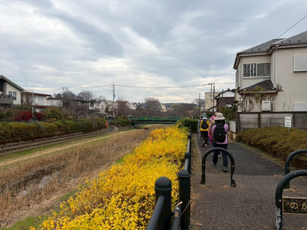 野川沿いの黄葉が花のようだ（撮影senchan）
