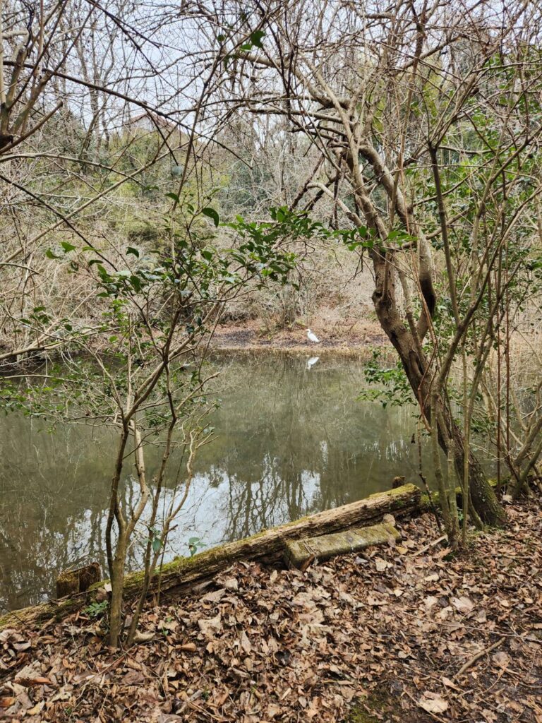 自然観察園内の池、コサギが餌を狙っている(撮影tantan)