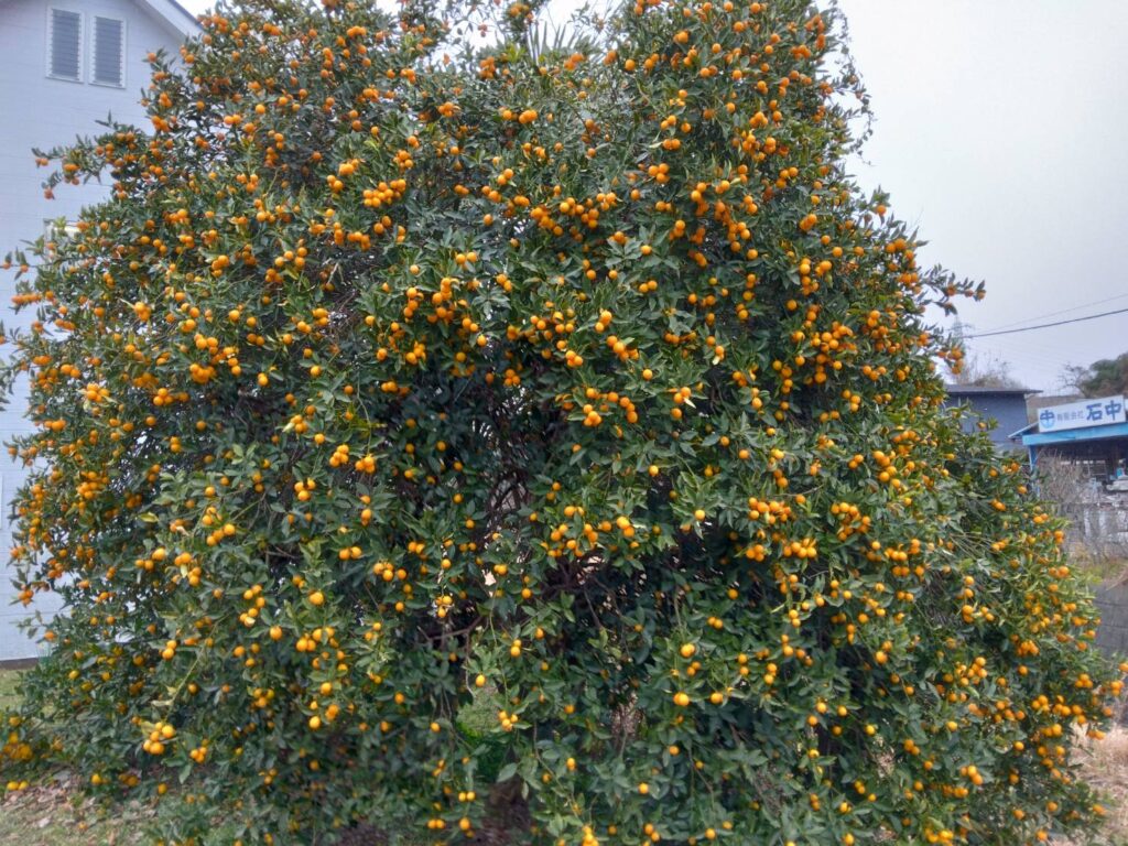 番場バス停を降りるとキンカンが鈴なり(撮影yuko)
