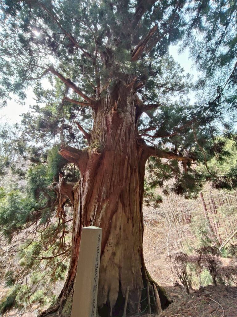 樹齢千年の矢立の杉（撮影Mr仙人）