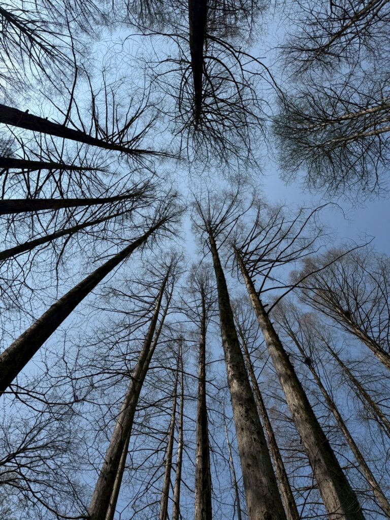 メタセコイアの高い林を見上げる(撮影ナベノ)